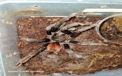vagans Mature male tarantula